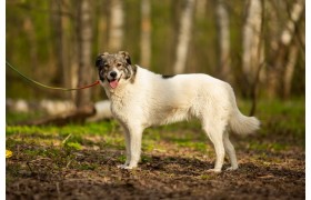 Тутси - нежная собака, которая следует за человеком во всём