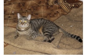 Василиса, ласковая бездомная кошка