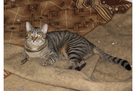 Василиса, ласковая бездомная кошка