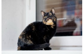 Черепаховая кошка Эсти,  с одним глазом и уймой обаяния