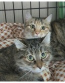 Кошки-сёстры Гингема и Бастинда, пушистые ясноглазые красавицы 