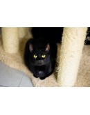 Кошка Саманта - чёрная красавица 