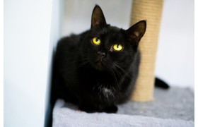 Кошка Саманта - чёрная красавица 