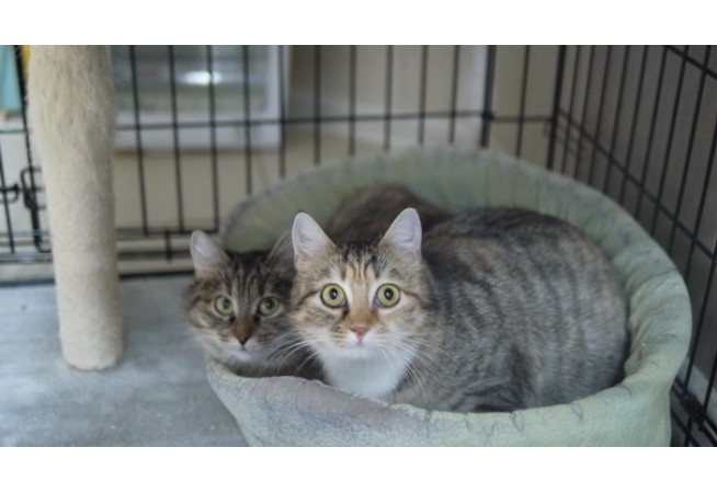Кошки-сёстры Гингема и Бастинда, пушистые ясноглазые красавицы 