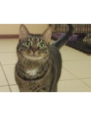 Кошка Харпер - изумрудные глазки