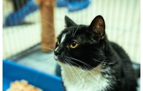 Кошка Тессера, альфа-самка, симметричный узор на морде